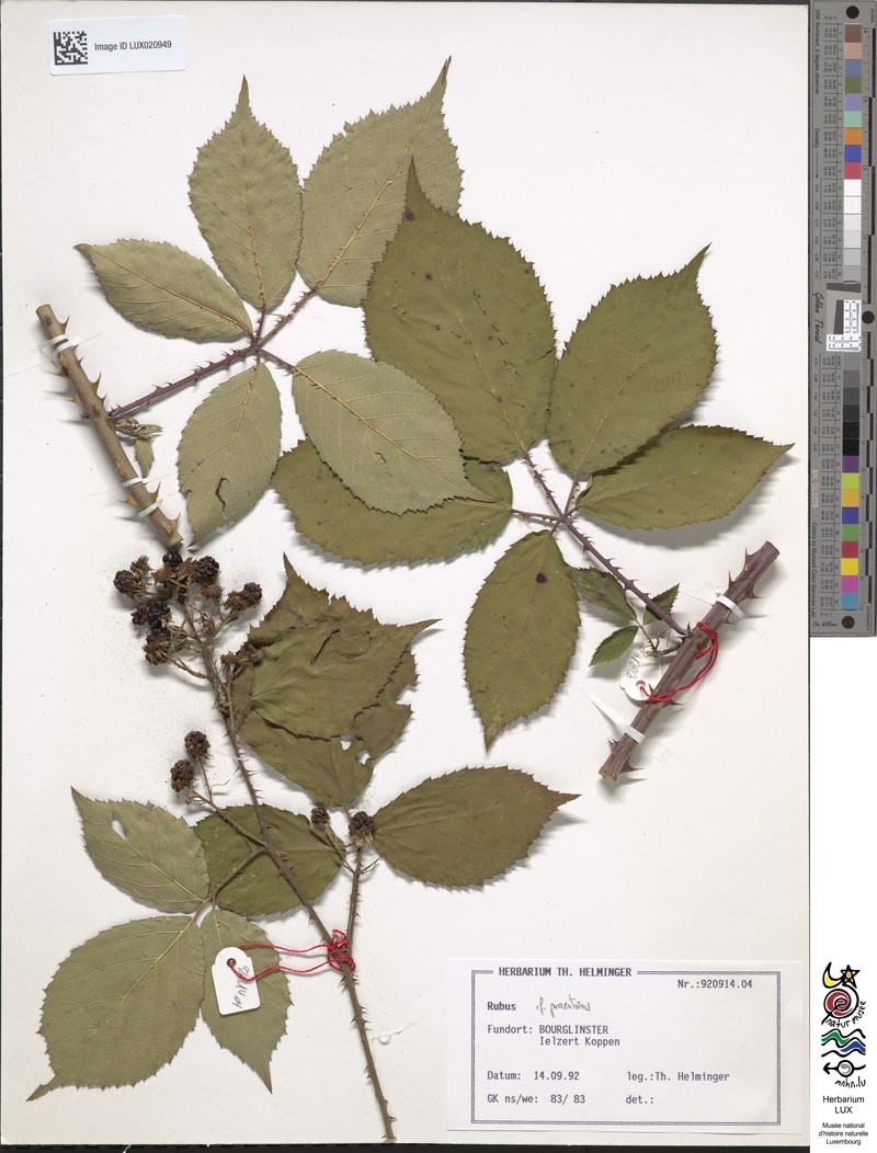 Rubus praestans photo 5