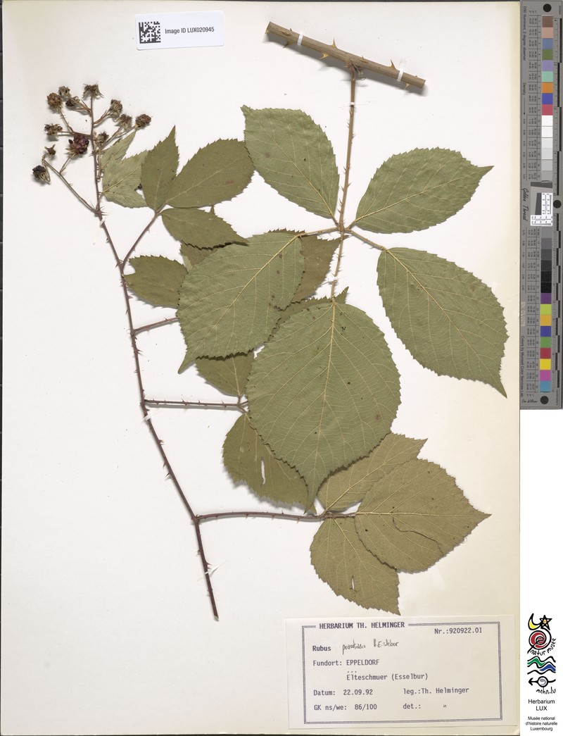 Rubus praestans photo 6