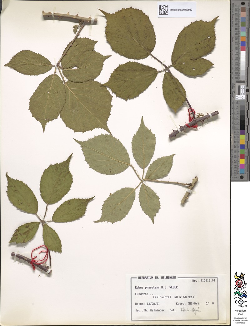 Rubus praestans photo 7