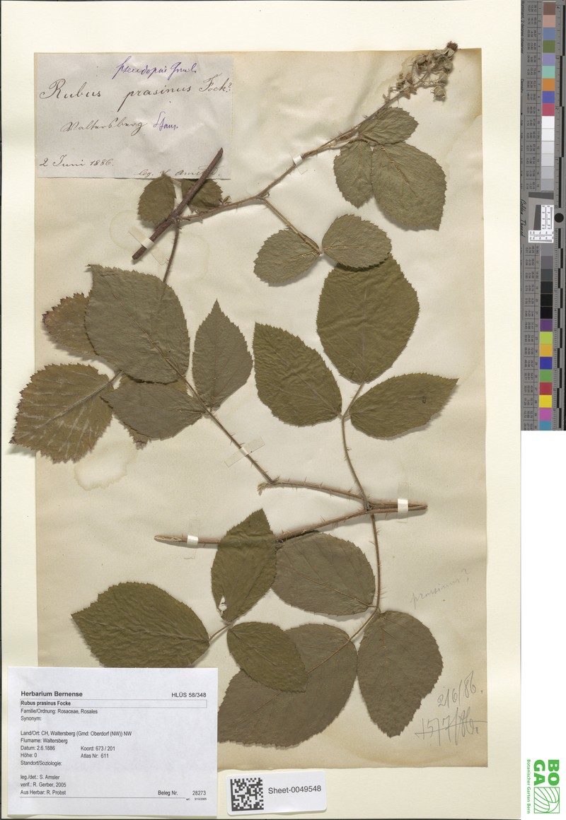 Rubus praetextus