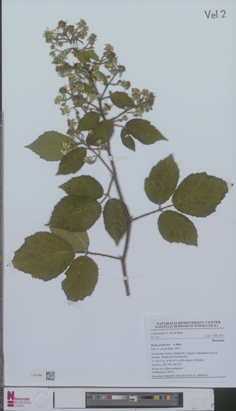 Rubus praticolor