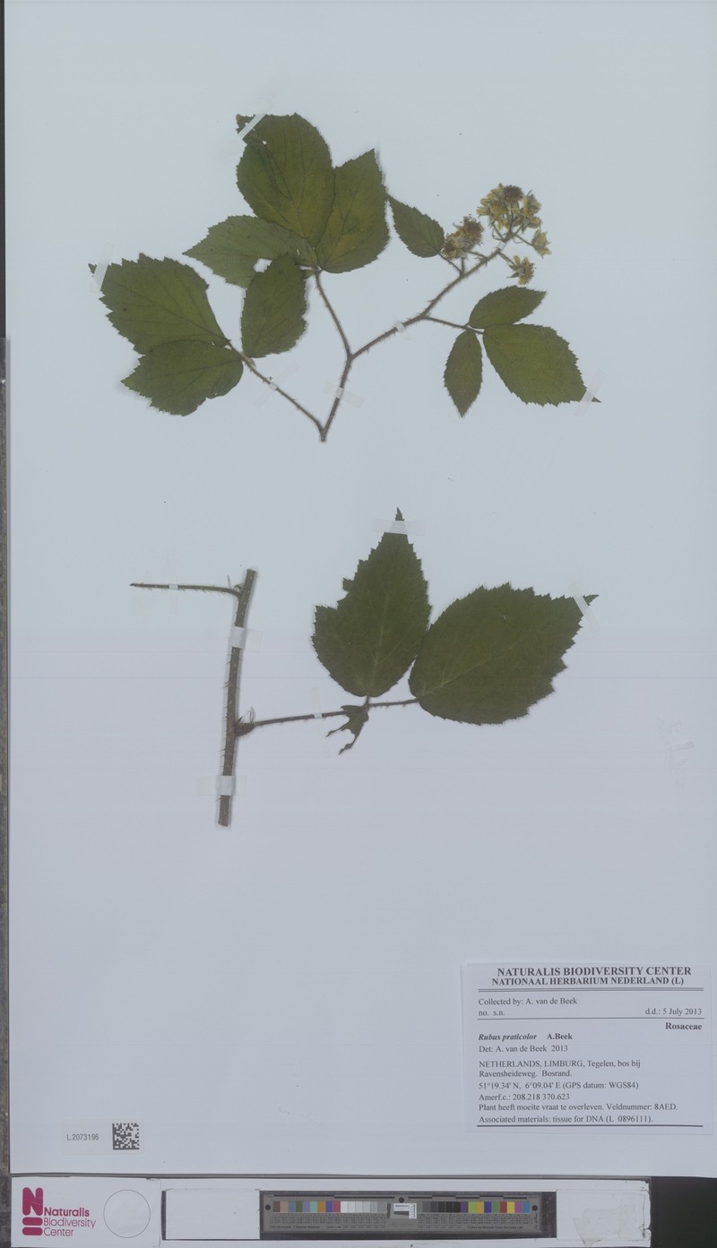 Rubus praticolor photo 2
