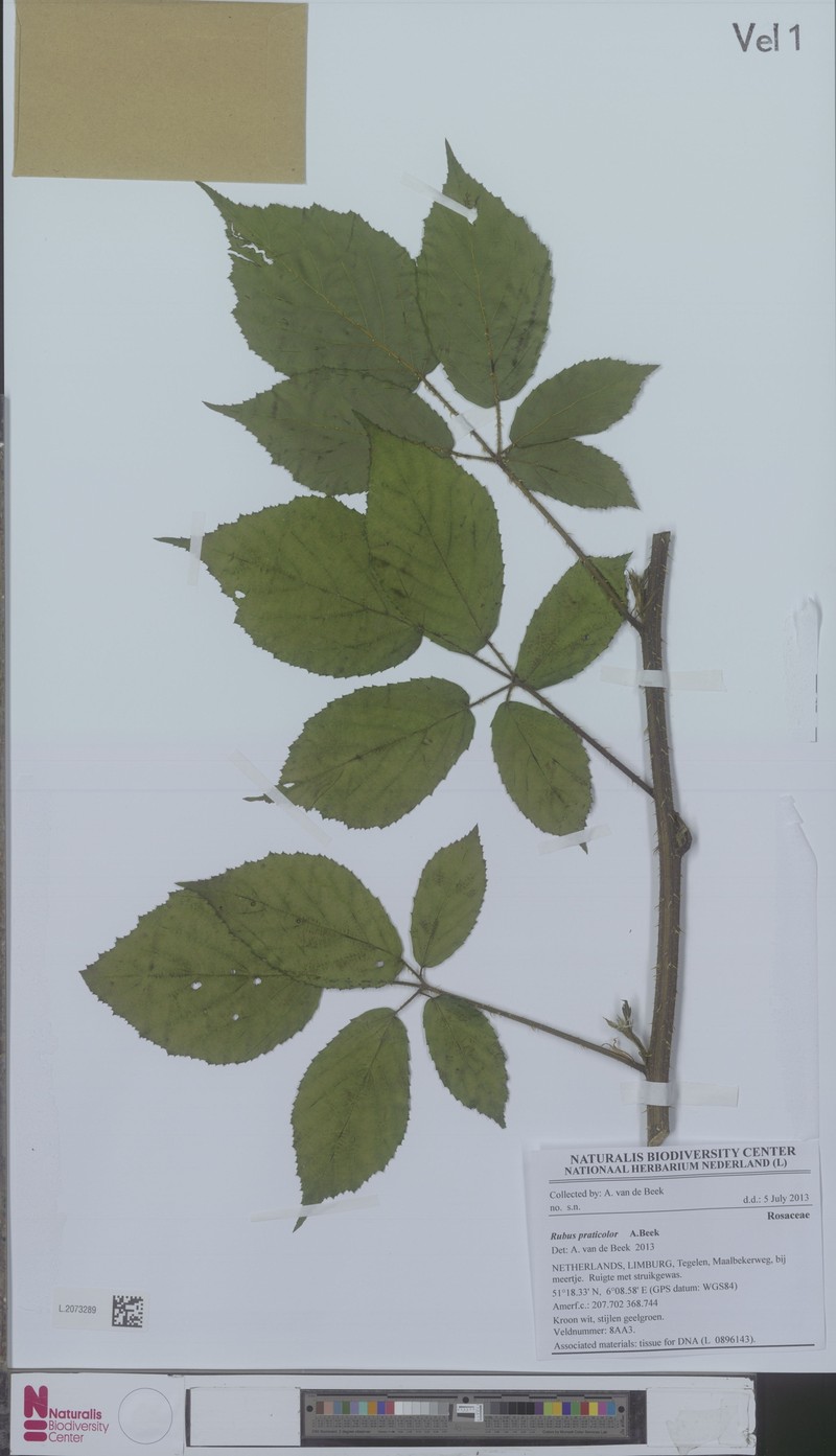 Rubus praticolor photo 3