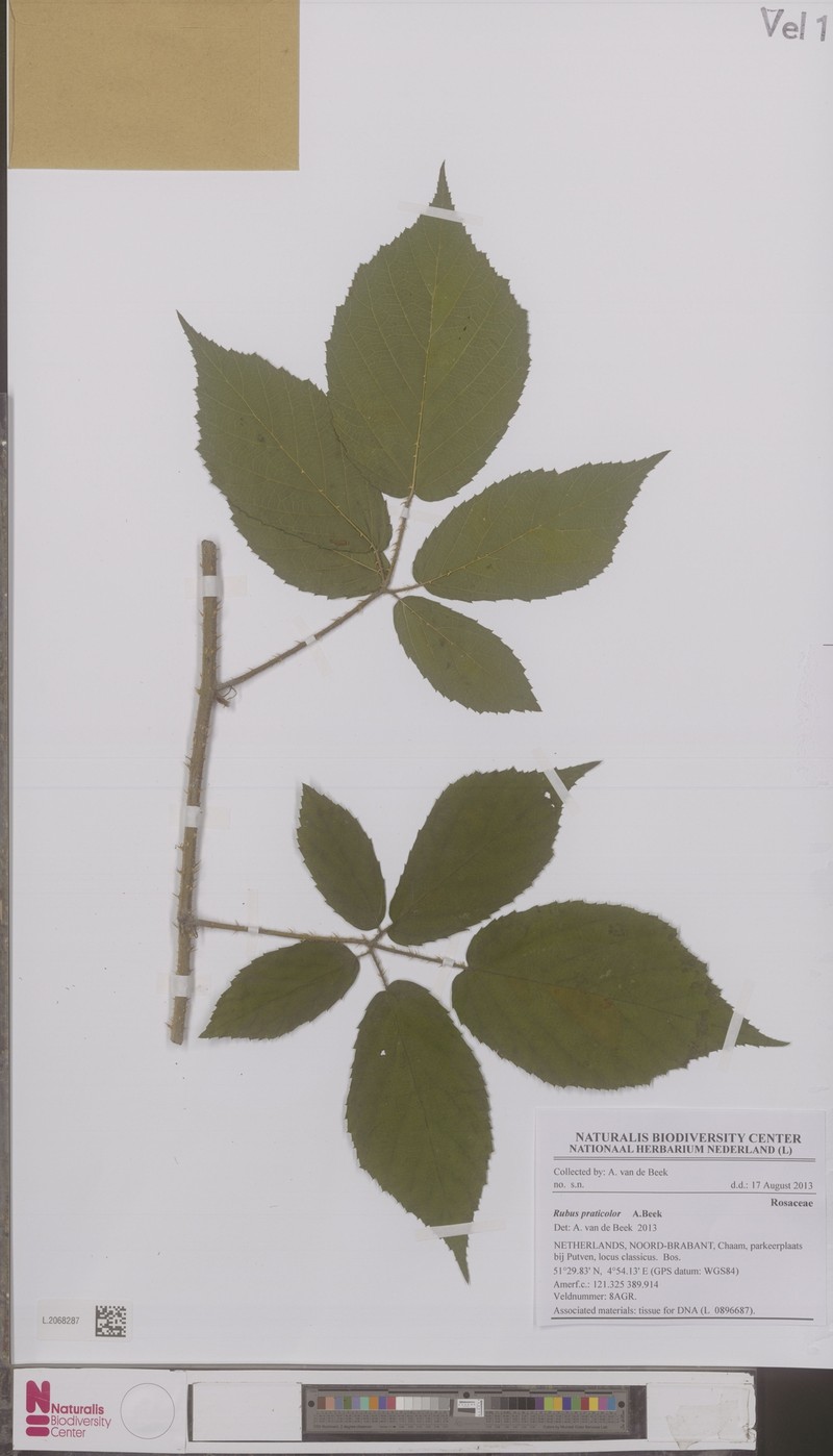 Rubus praticolor photo 4