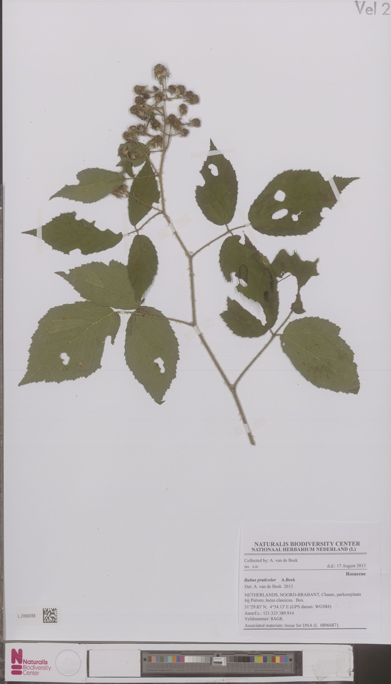 Rubus praticolor photo 5