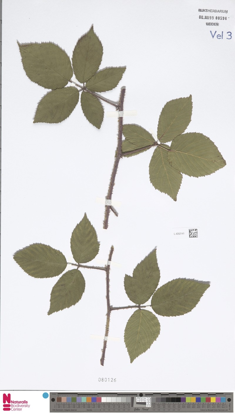 Rubus praticolor photo 6
