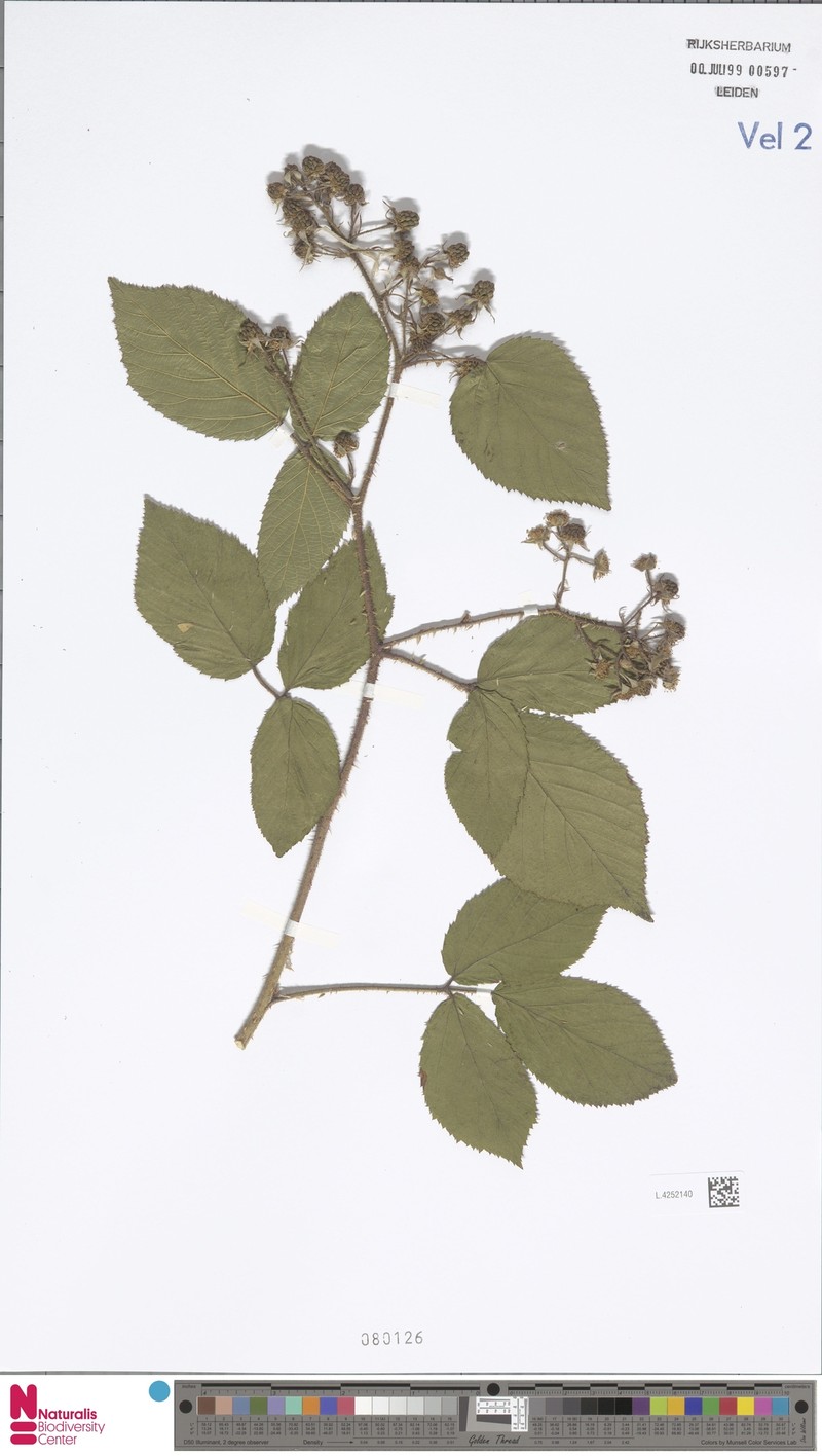 Rubus praticolor photo 7