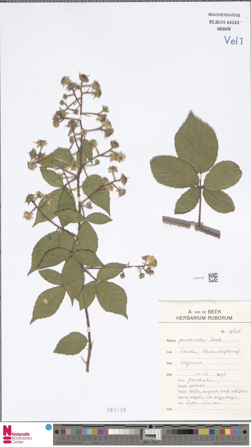 Rubus praticolor photo 8