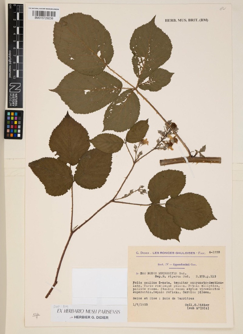 Rubus prei