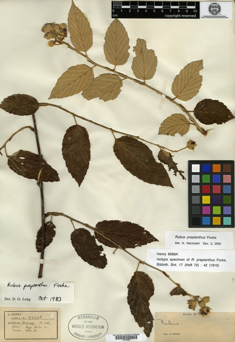Rubus preptanthus