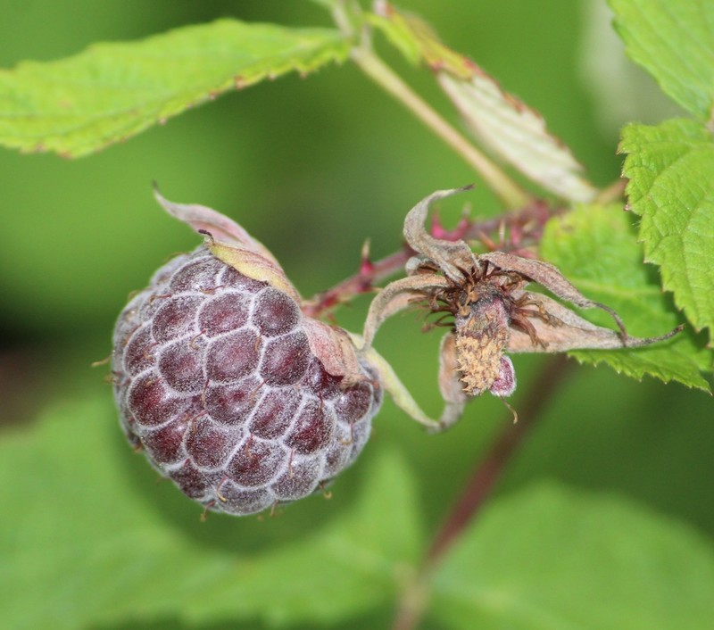 Rubus pringlei