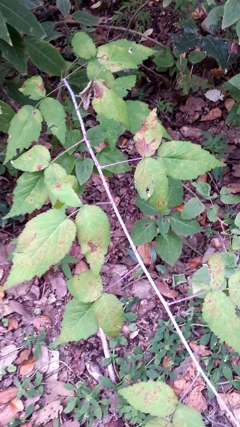 Rubus pringlei photo 2