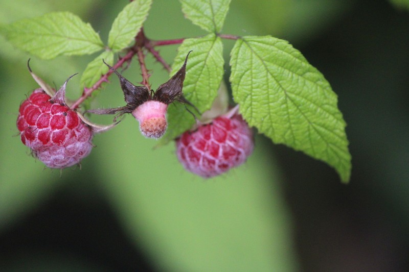 Rubus pringlei photo 3