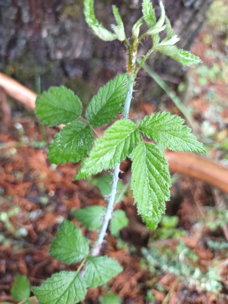 Rubus pringlei photo 4