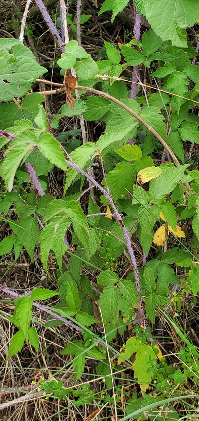 Rubus pringlei photo 5