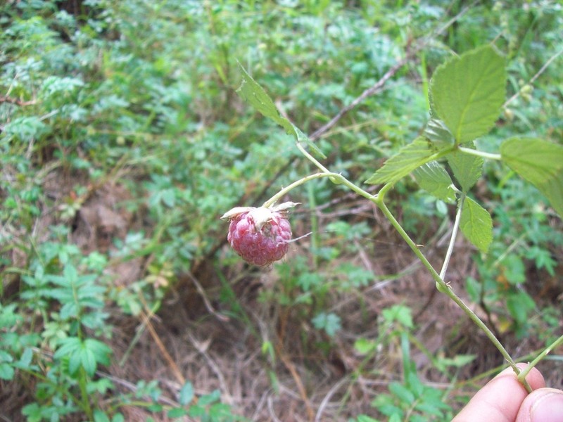 Rubus pringlei photo 6