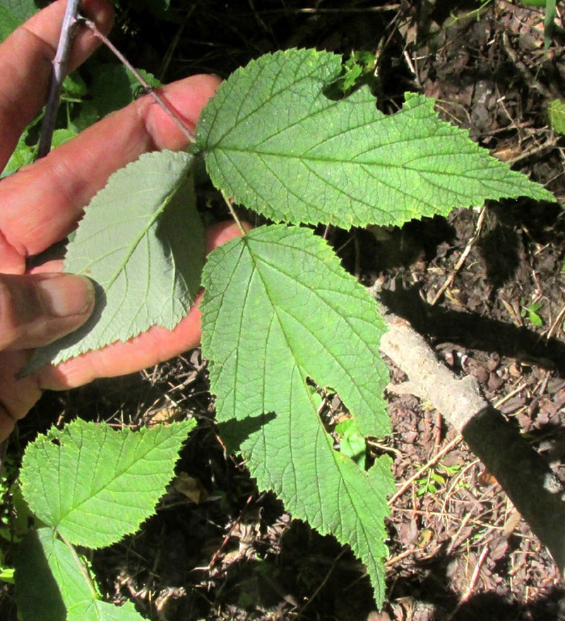 Rubus pringlei photo 7