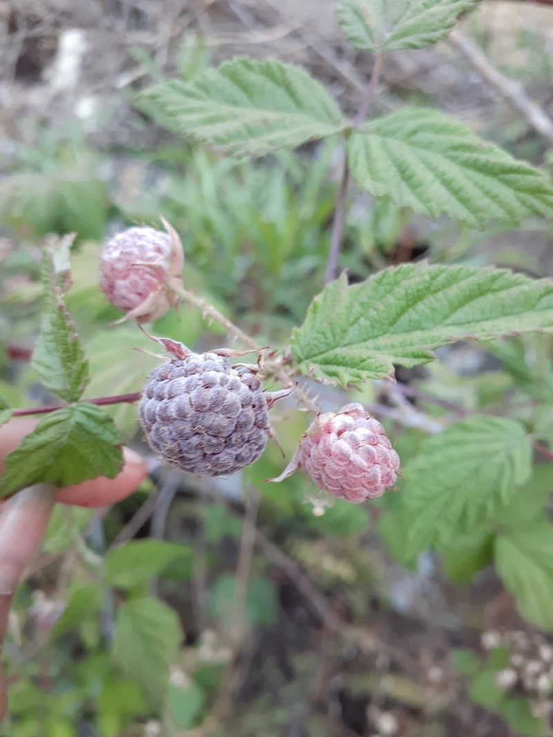 Rubus pringlei photo 8