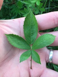Tree Blackberry