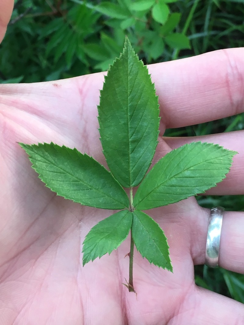 Tree Blackberry