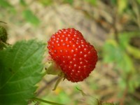 Queensland Raspberry