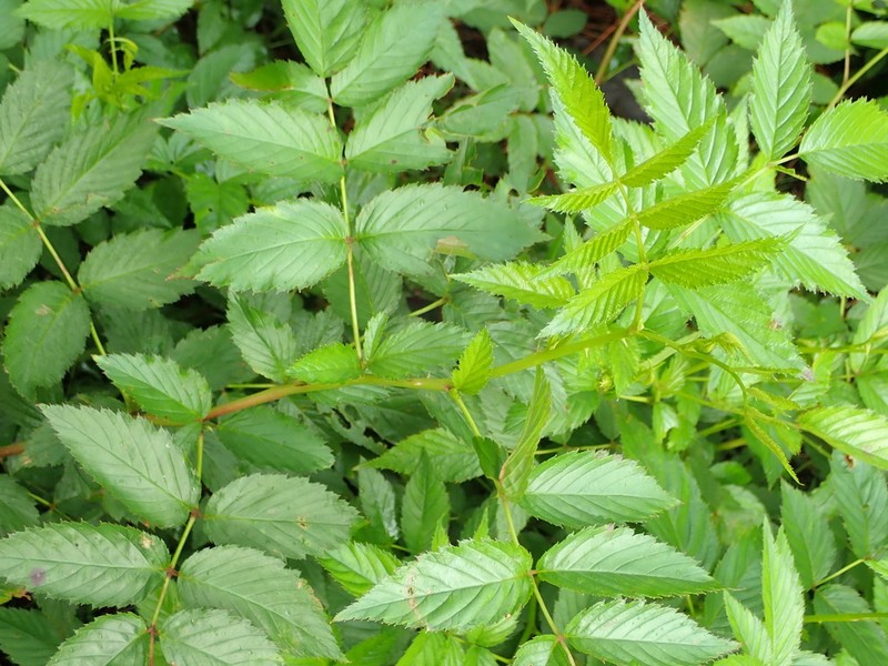 Queensland Raspberry photo 2