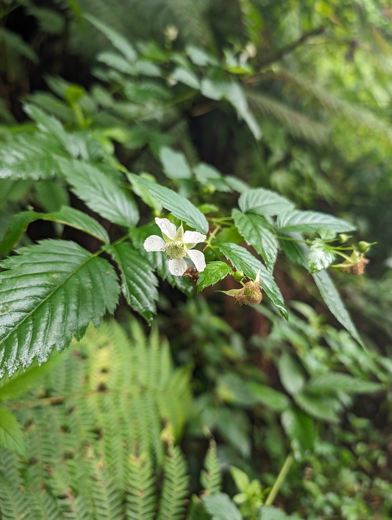 Queensland Raspberry photo 3