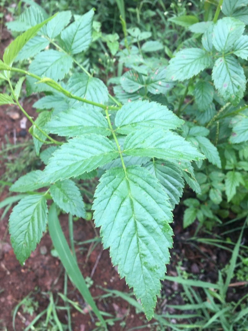 Queensland Raspberry photo 4