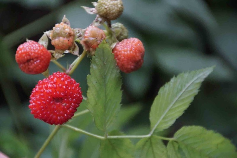 Queensland Raspberry photo 5