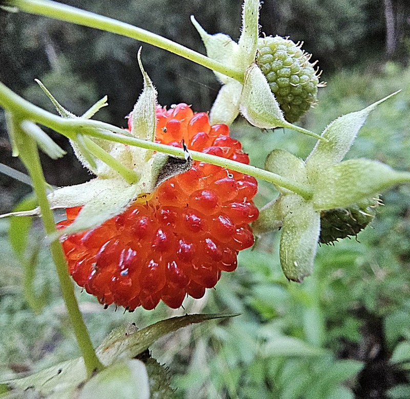 Queensland Raspberry photo 6