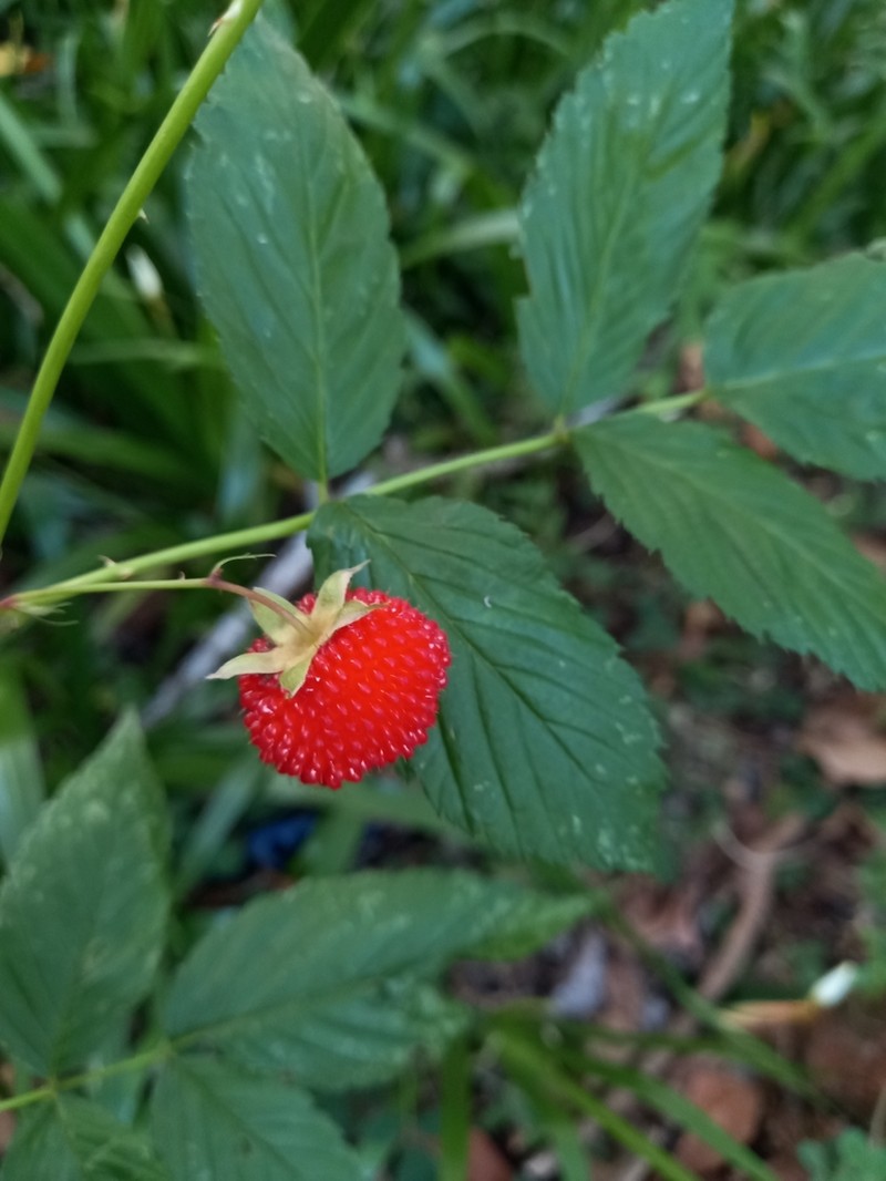Queensland Raspberry photo 7
