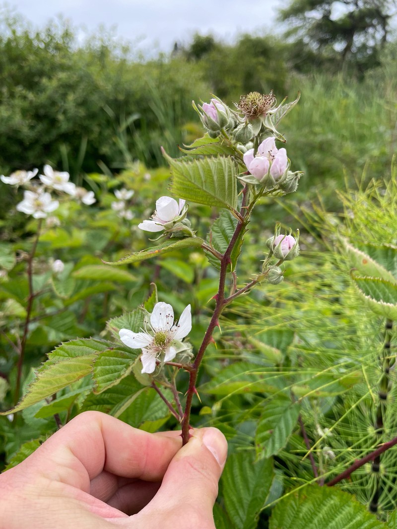 Rubus procerus