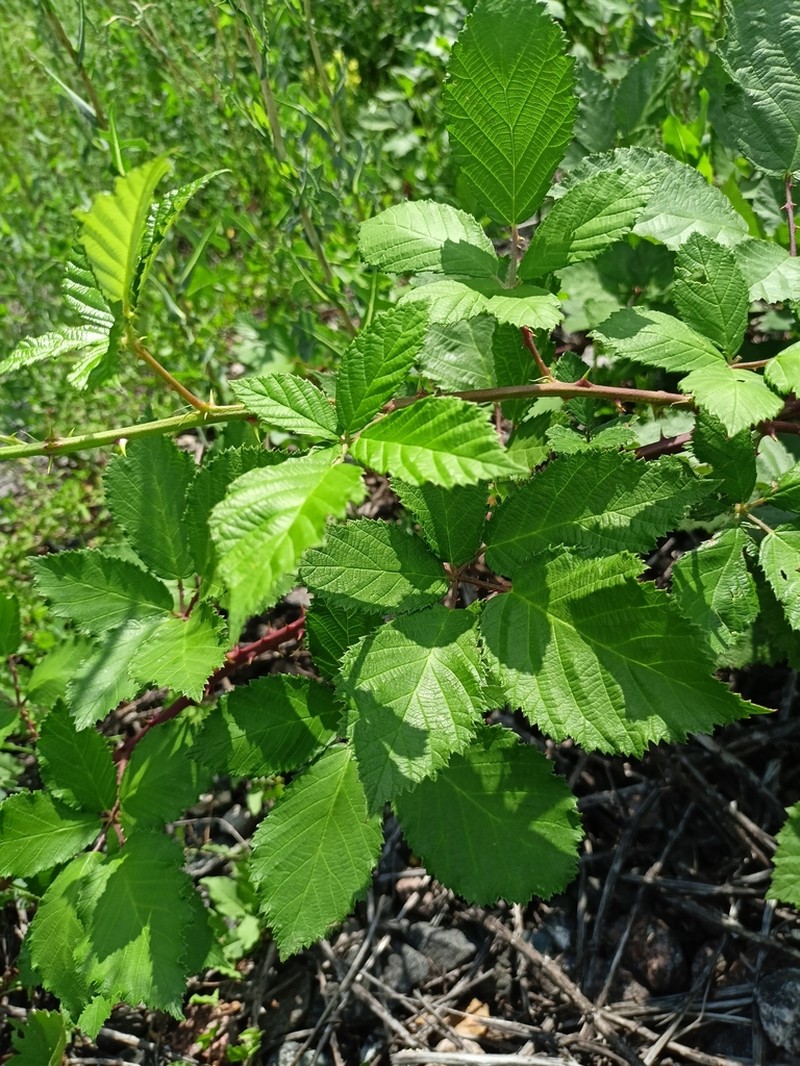 Rubus procerus photo 2