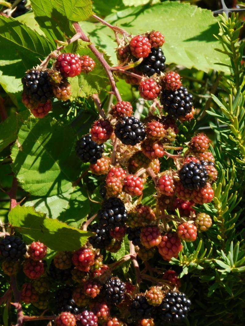 Rubus procerus photo 3