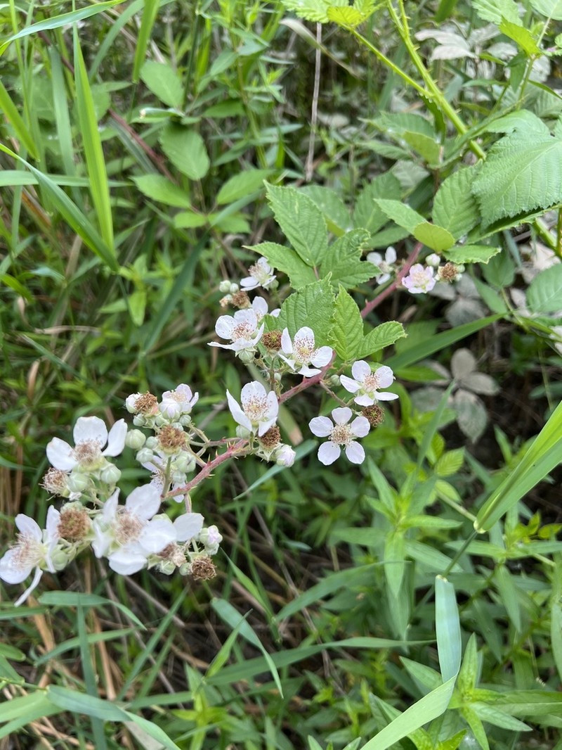 Rubus procerus photo 4