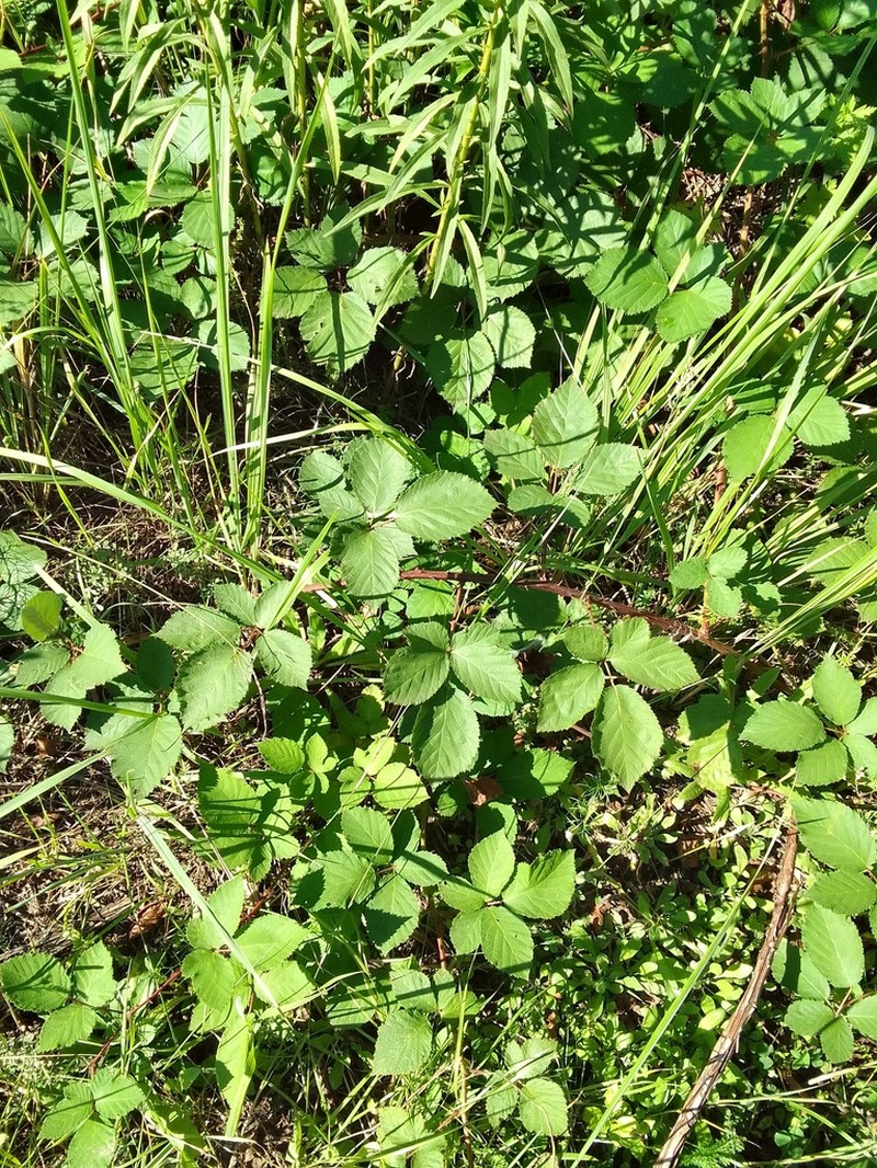 Rubus procerus photo 5
