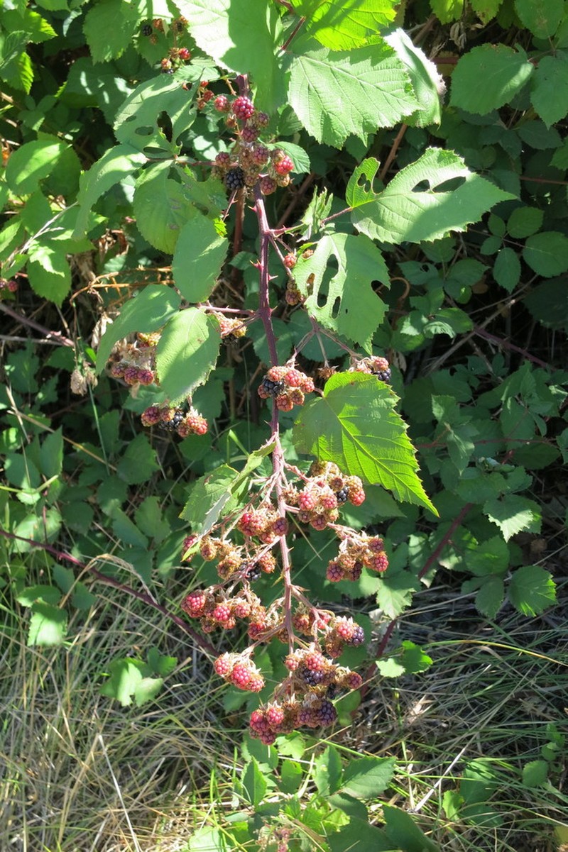 Rubus procerus photo 7