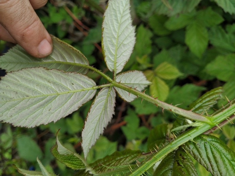 Rubus procerus photo 8