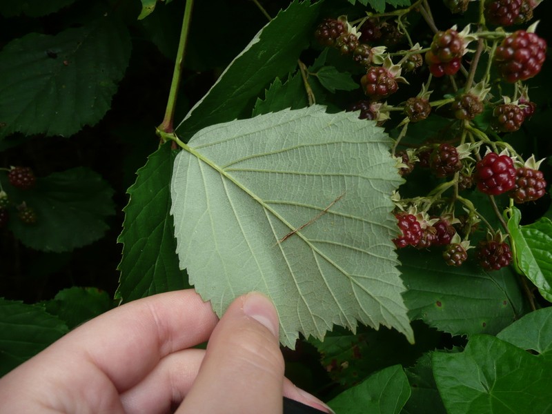 Rubus profusus