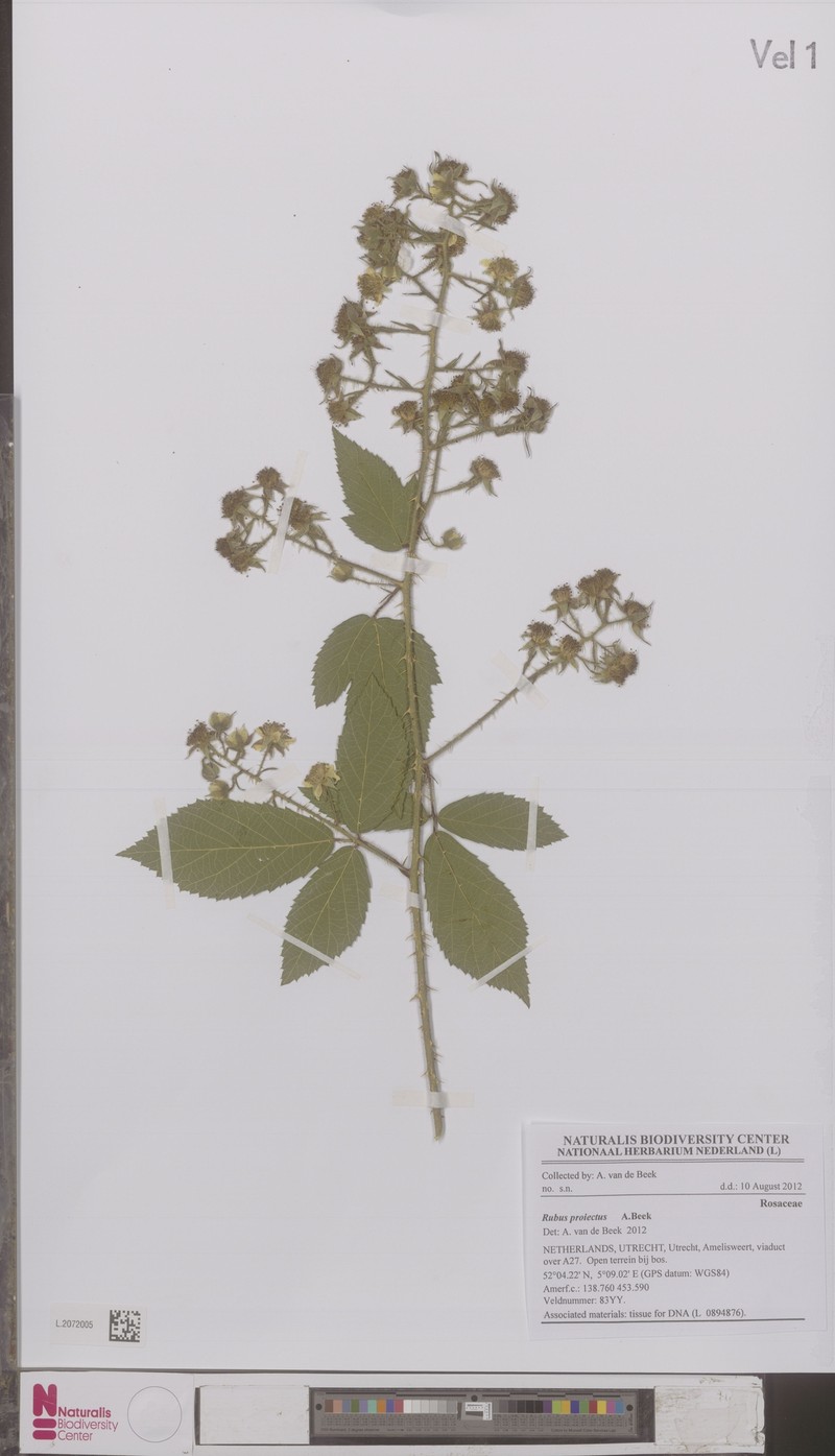 Rubus projectus
