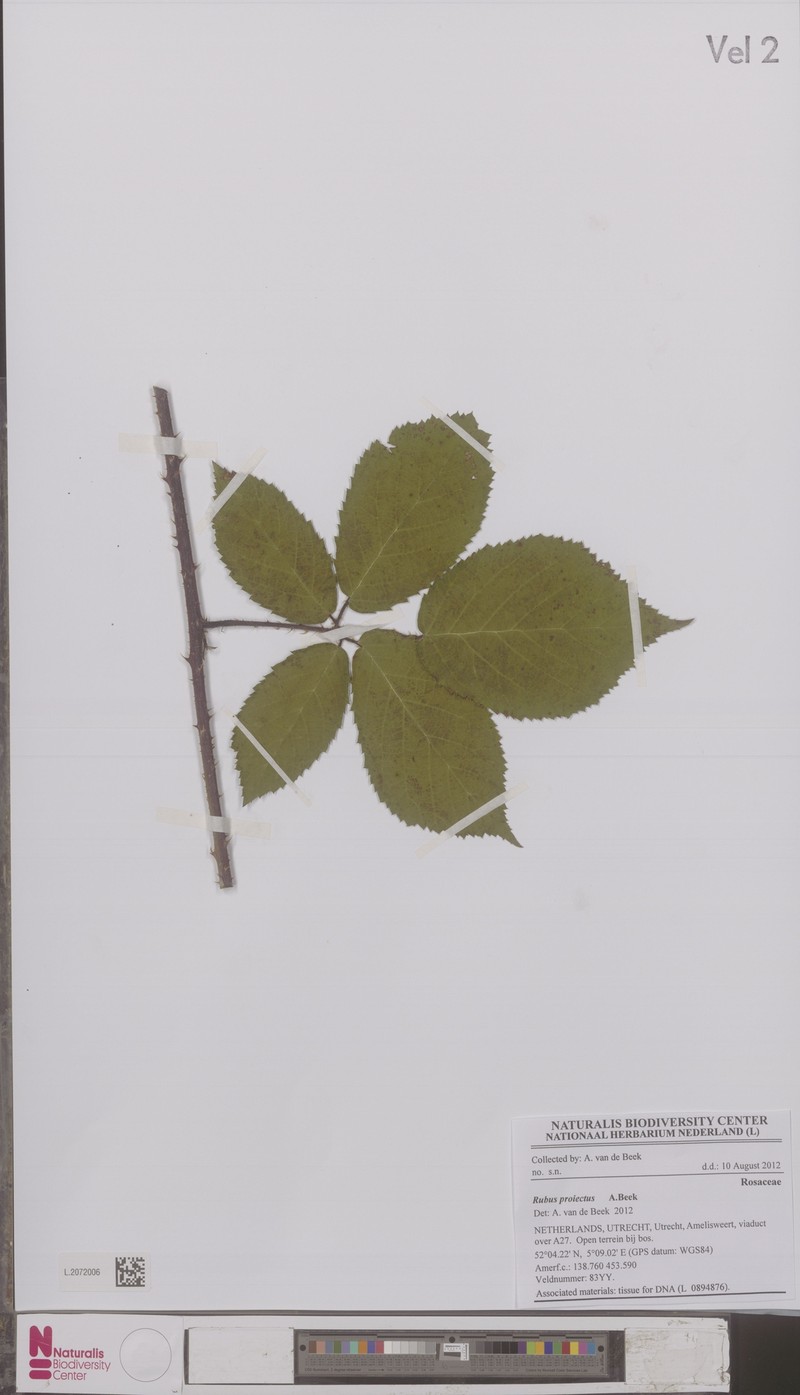 Rubus projectus photo 2