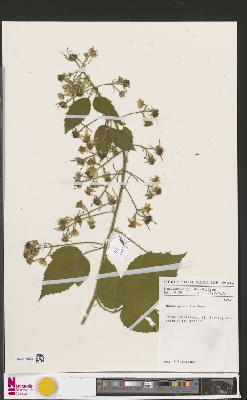 Rubus projectus photo 3