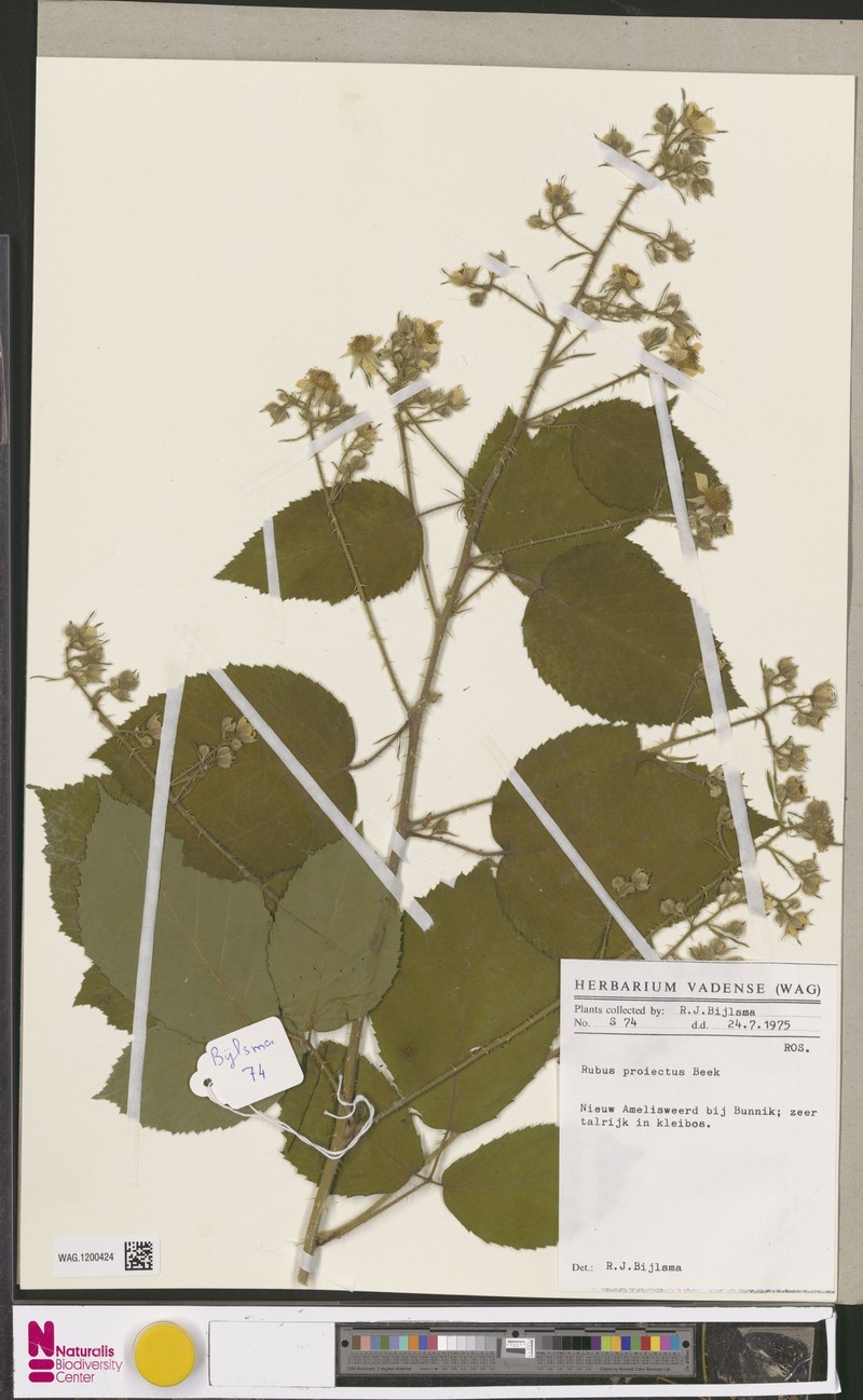 Rubus projectus photo 4