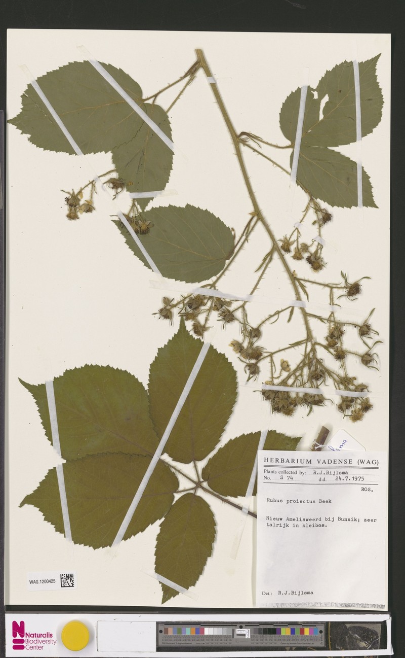 Rubus projectus photo 5
