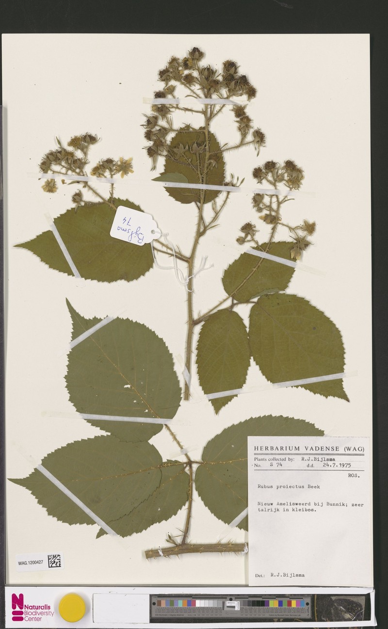 Rubus projectus photo 6