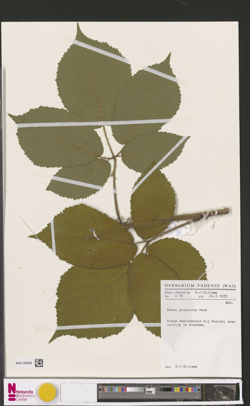 Rubus projectus photo 7