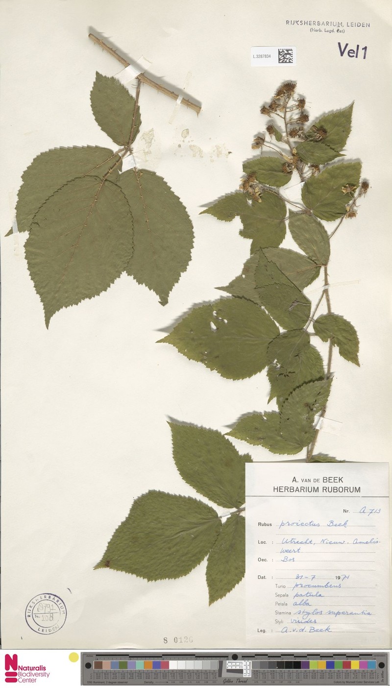 Rubus projectus photo 8
