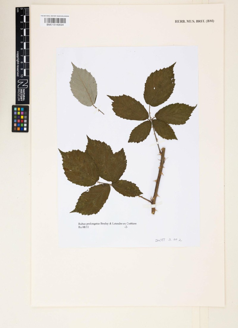 Rubus prolongatus