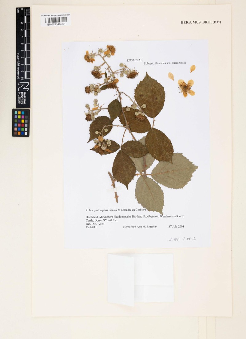 Rubus prolongatus photo 2