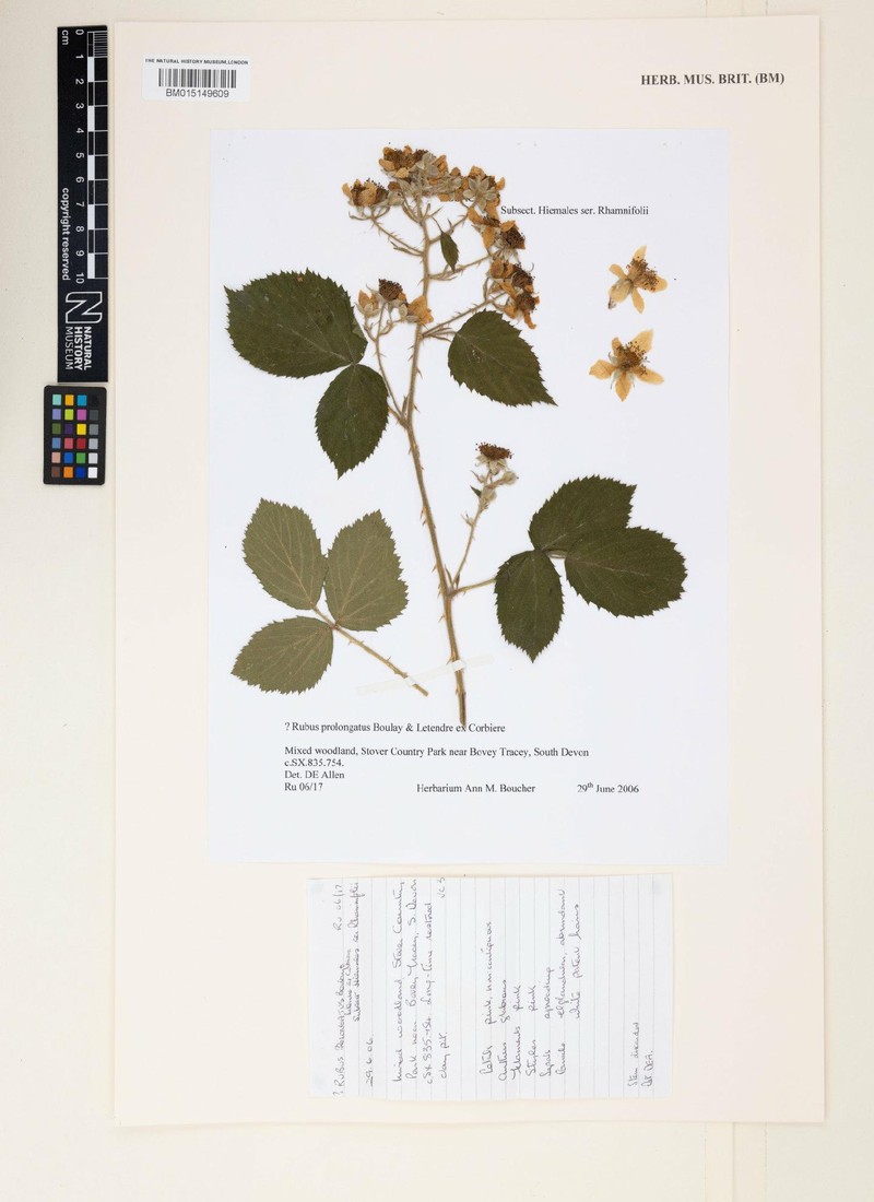 Rubus prolongatus photo 3